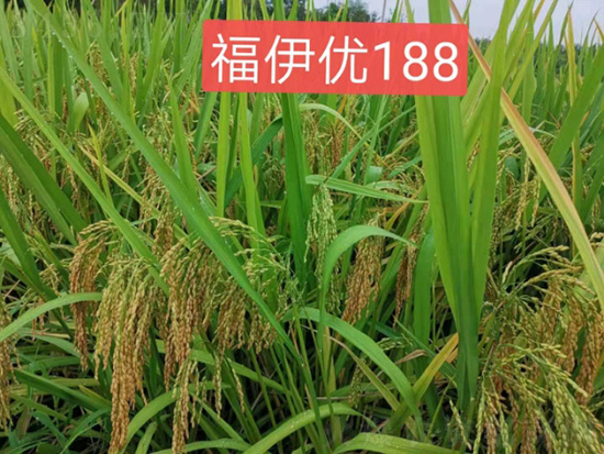 紱忎紛浼?881.jpg