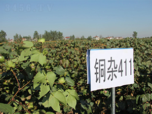�~�s411-�޻��N��-�к̷N�I