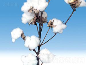 �º�39̖-�޻��N��-��ʥ�̷N�I