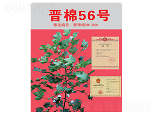 �x��56̖-�޻��N��-��